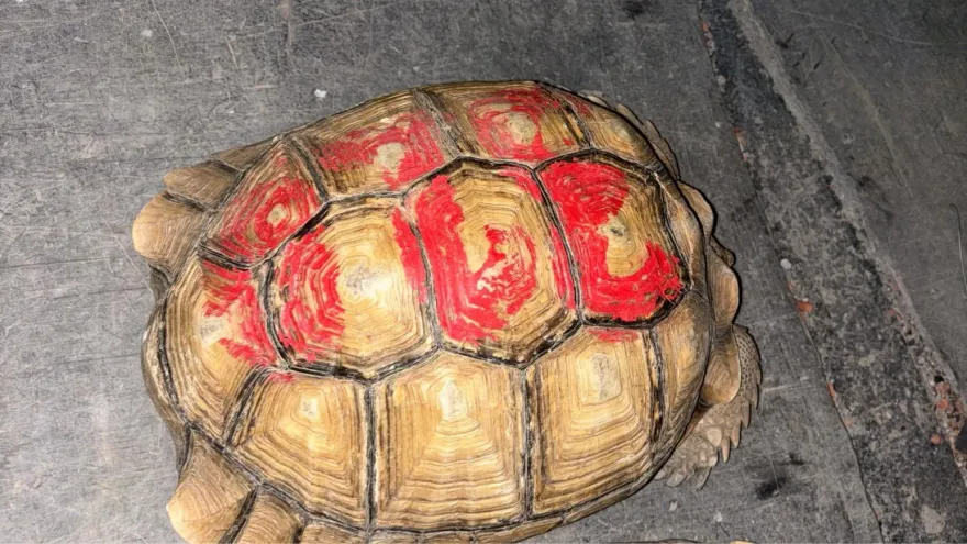 飼主急壞！屏東30隻蘇卡達象龜不翼而飛　員警抓8賊