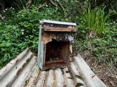 高雄寶山蜂場再現採蜜賊　台灣黑熊二度光顧爽吃蜂蜜
