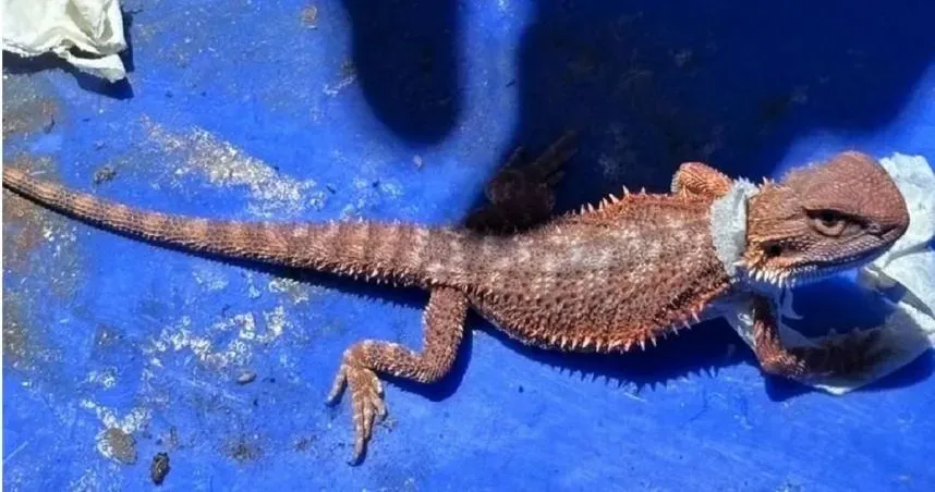 快遞動物園！高雄海關扣違禁品：活蜥蜴+守宮+黃金鼠