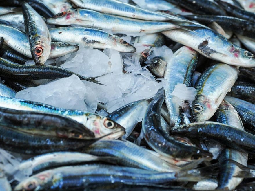魚類「內臟」要去除再吃！沒清恐將重金屬、寄生蟲吞下肚