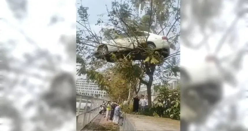 天兵學生把車開上樹？荒唐一幕遭PO網　駕訓班被約談了