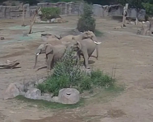 影/加州發生規模5.2極淺地震！動物園大象組成「警戒圈」