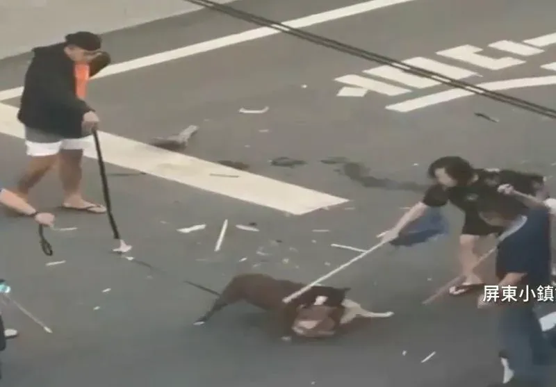 影/慎入！屏東比特犬咬死柴犬「撕咬鎖喉直擊」