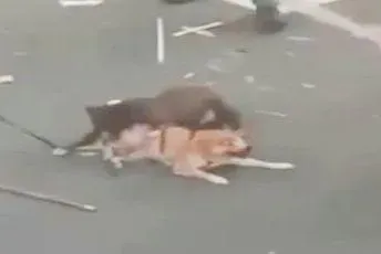 影/屏東害命比特犬沒死？動保科開查找骨灰