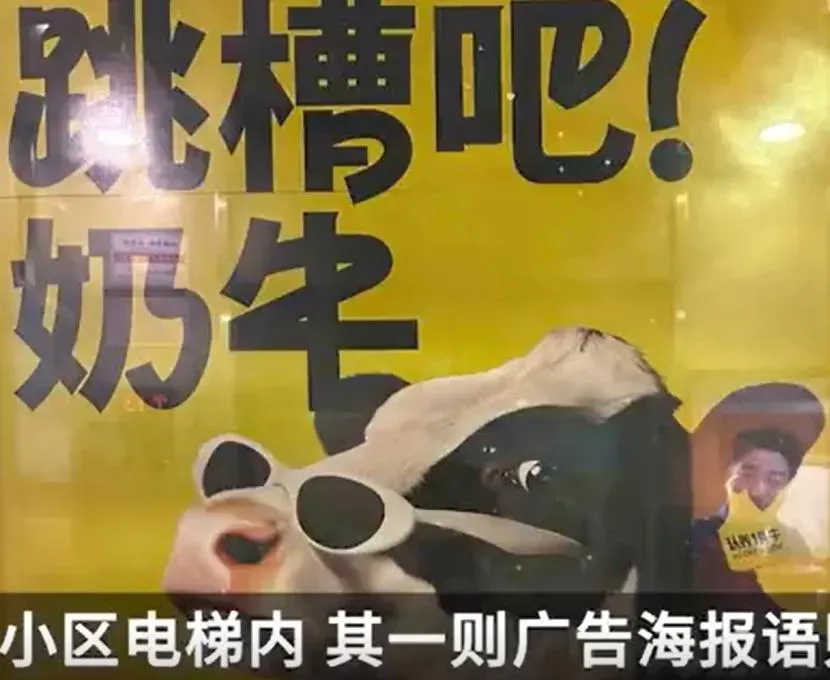 真的變「社畜」？陸乳品廣告稱「跳槽吧奶牛」　惹怒上班族