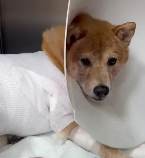 屏東柴犬遭比特犬咬死　飼主催淚送別：被欺負要快跑