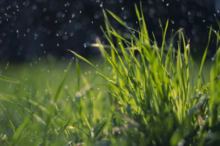 穀雨、復活節同一天！柯柏成：擺「綠蘿盆栽」招財運