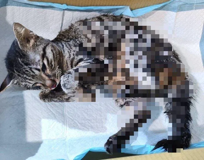 不滿被分手！平鎮男虐女友愛貓藏天花板　釀1死1重傷