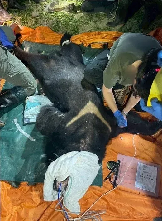 影/花蓮黑熊掠殺雞犬遭擊斃　林保署警告：非萌萌可愛動物