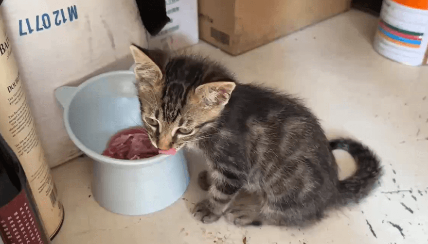 衛生vs.愛心拉鋸！飼料、飯碗被收走　台南愛媽告里長竊盜