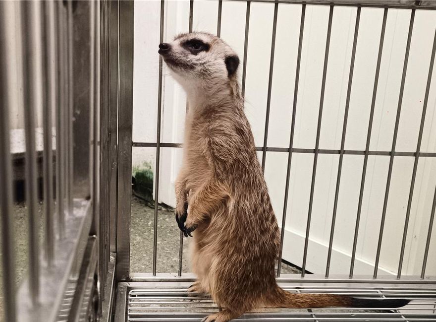 農業部開放狐獴飼養！業者需申請執照、飼主強制登記
