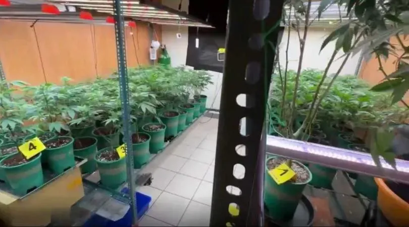 外籍看護嫌薪資低改種大麻　住家遭攻堅墜6樓落網