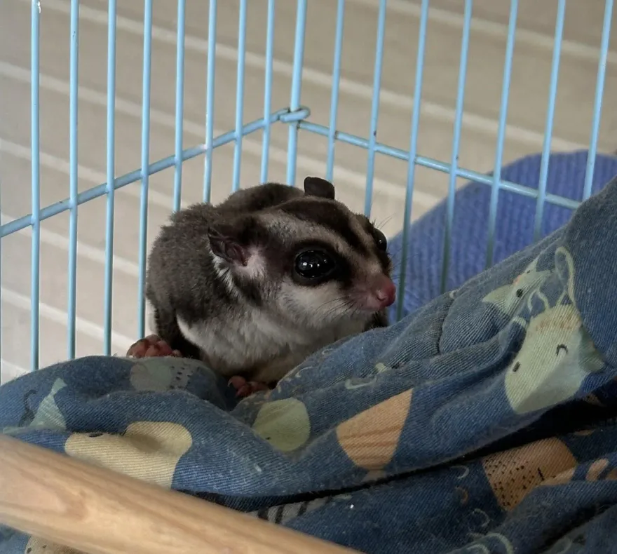 苗栗獨居長者遺留3隻蜜袋鼯　4/28開放認養