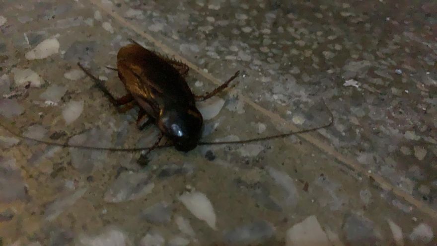 螂來了！她家「蟑螂大爆發」崩潰逃命　善用3不絕後患