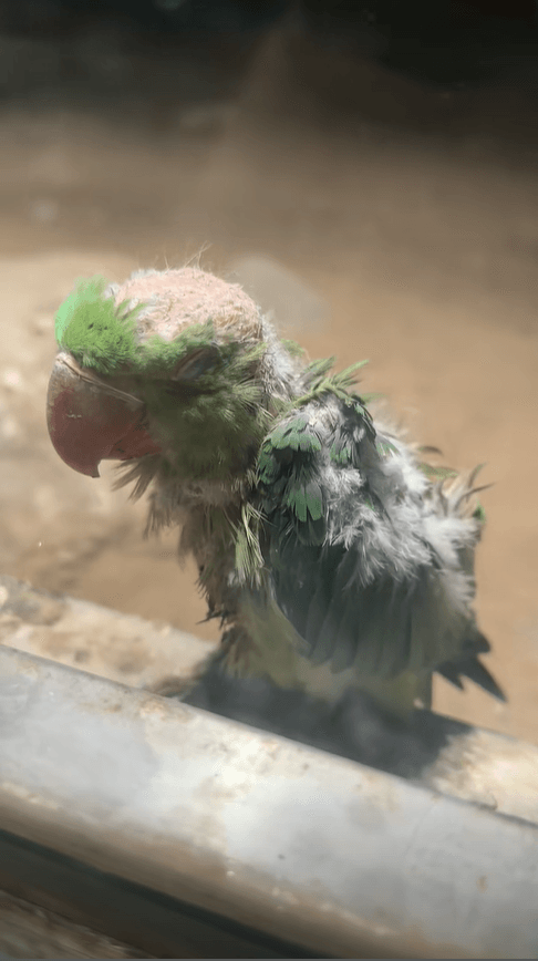 影/小鸚鵡被霸凌慘變「地中海」？北京動物園曝真相