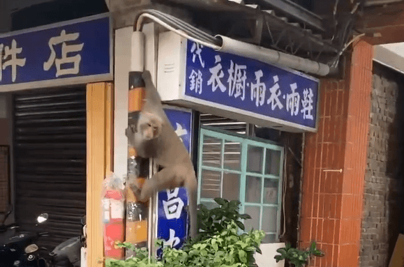 影/北投獼猴成患！連4天竄行市場　民眾憂會「攻擊行人」