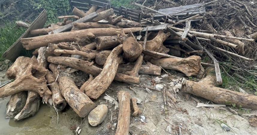 移植太麻煩！桃園航空城爆夭壽濫砍　600棵大樹遭剁下粉碎