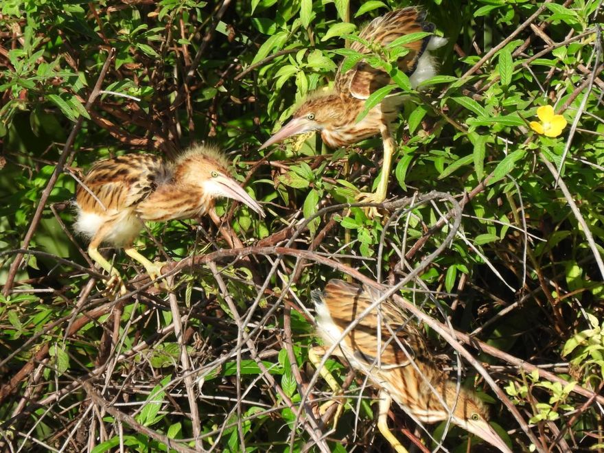 影/超萌！黃小鷺入住台東鷺鷥湖　浮島築巢產4隻鳥寶寶