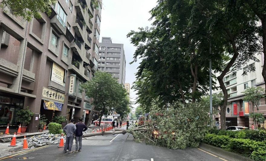 台中南屯區路樹倒塌砸中路過轎車　車內2人無傷