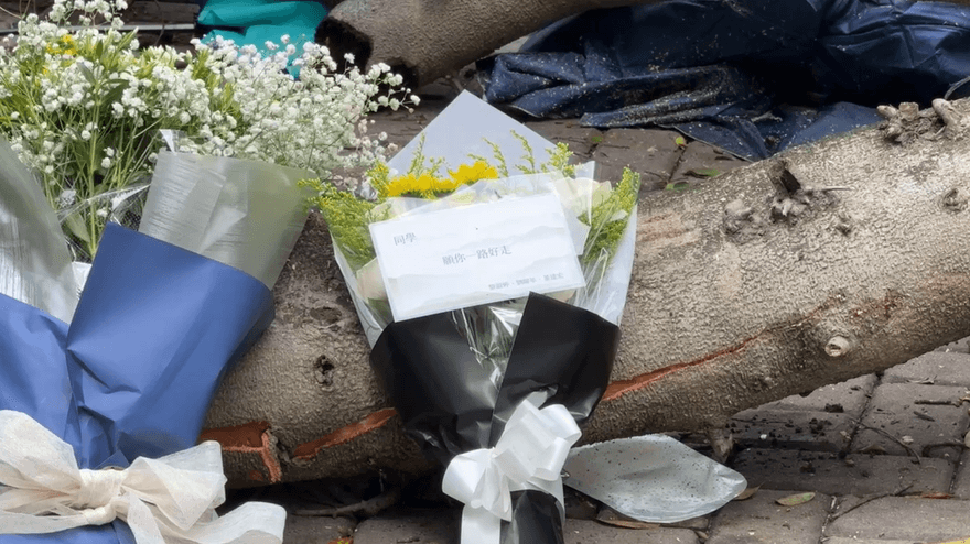 逢甲榕樹壓死23歲碩士男　同學擺鮮花哀悼：一路好走