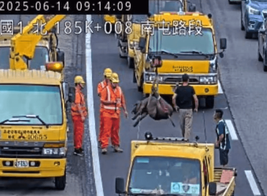 影/國1台中段大黑豬跌坐車道遭撞傷　駕駛恐遭罰1.8萬元