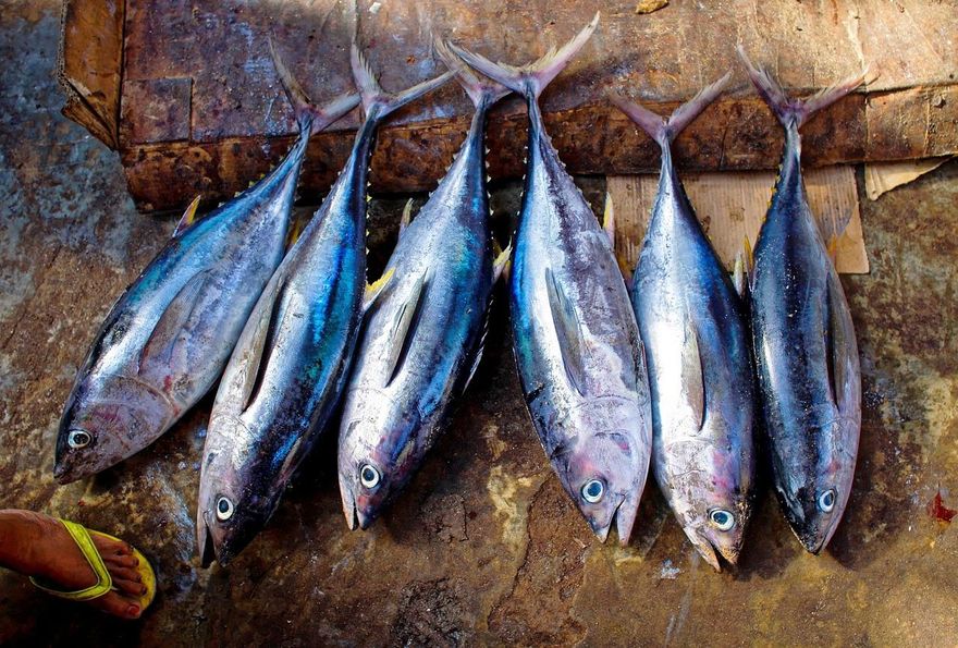 常吃「鮪魚、鯊魚」小心！醫示警：重金屬恐增失智風險