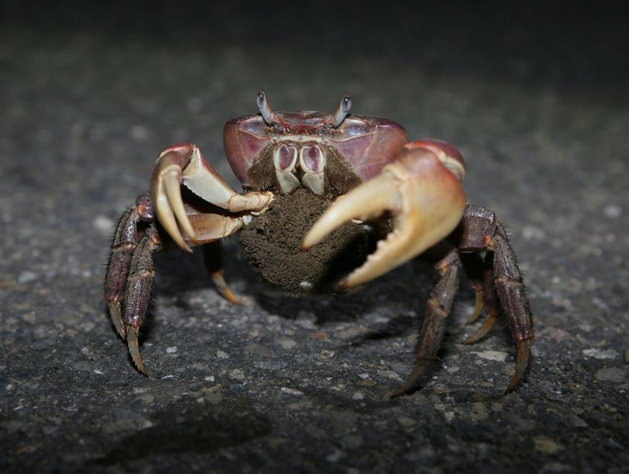 「兇狠圓軸蟹」回海邊繁殖！台江國家公園7/10起護蟹交管