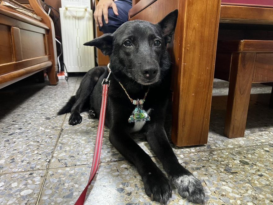 西園路派出所犬「小黑」超萌！　絕技學痛風副所長跛腳走路