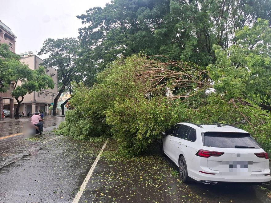 強風暴雨襲楠梓！路樹倒塌砸毀2車　幸無人傷亡