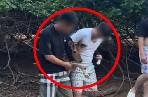 小鹿遭「+9猴」鎖喉拍照！　網友氣炸：違法了吧