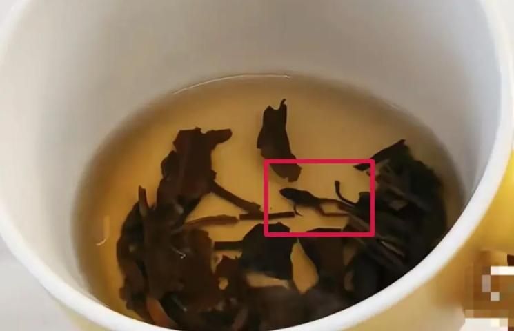陸網友泡茶赫見「青蛙乾屍」茶裡漂！嚇傻：差點喝下去