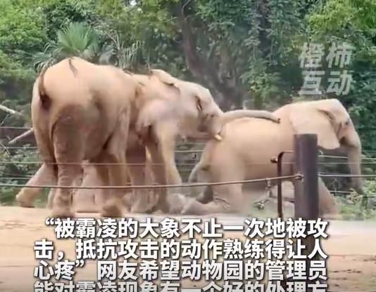 影/陸動物園驚傳大象遭「霸凌」！被推擠、圍攻畫面曝光