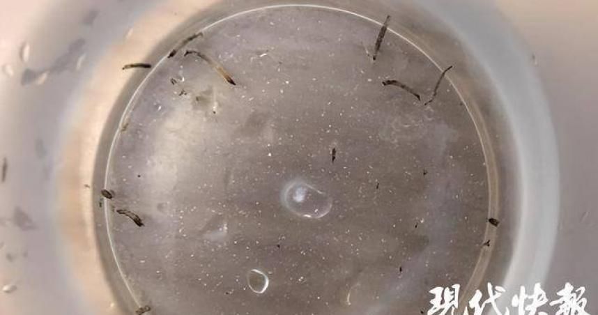 大陸8歲女童「狂吐活蟲」！醫揪出真凶竟是「蛾蚋」