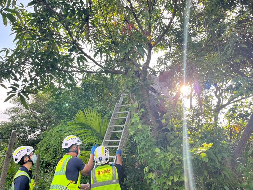 台中73歲翁採芒果踩空卡樹幹　「僵住1小時」鄰人急報警
