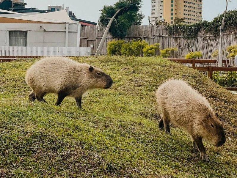 有夠壞心！墾丁動物園2人氣「卡皮巴拉」慘遭毒殺