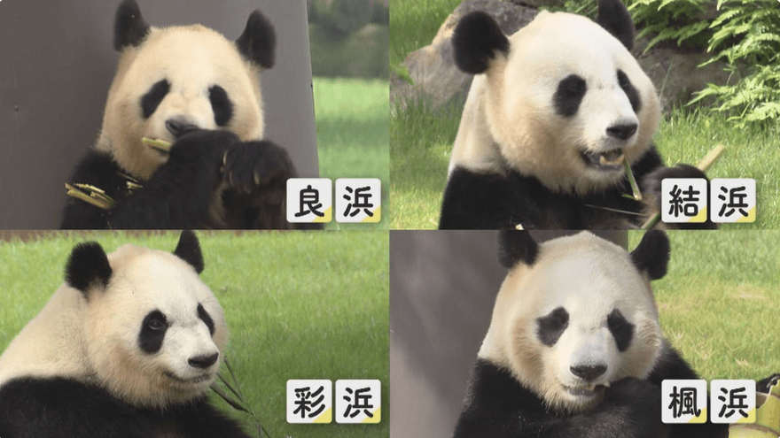 影/日和歌山4大貓熊今啟程返陸　最後參觀日3千人不捨送別