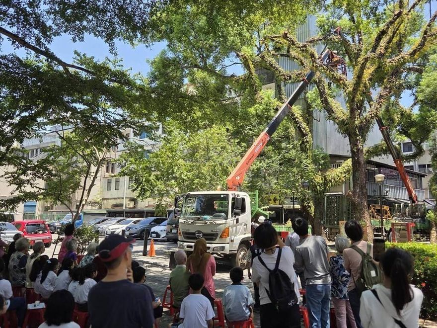 羅大佑「童年」靈感宜蘭老樹　患褐根病死亡鋸除