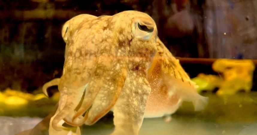 清華大學徵才「餵烏賊、照顧花枝房」　網歪樓：哪種好吃