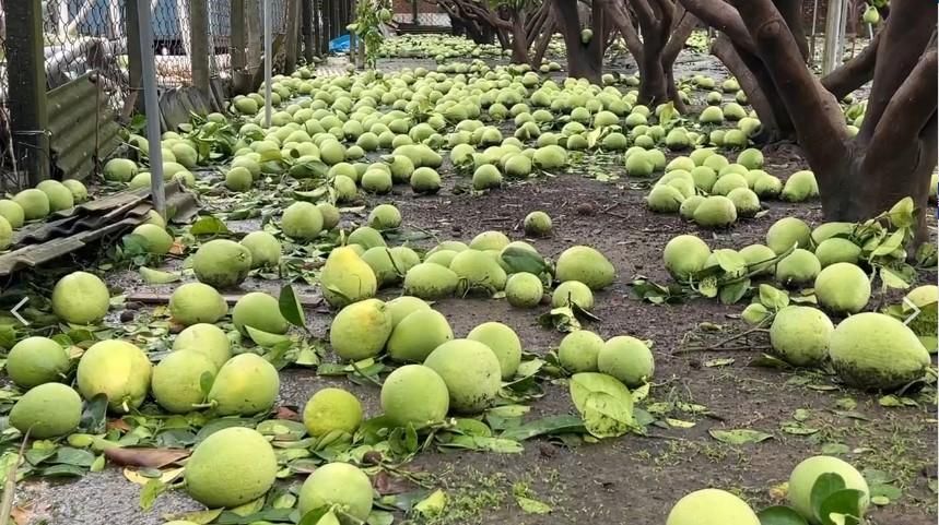 無情丹娜絲！　麻豆文旦、酪梨農民哀號：一夜災損6萬顆