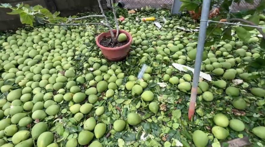 影/颱風重創農業！文旦柚、香蕉重災戶　全台農損10.9億