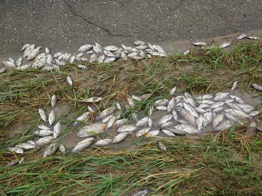 彰化貓羅溪變成生物墳場！　3000魚屍加上雨傘節慘死