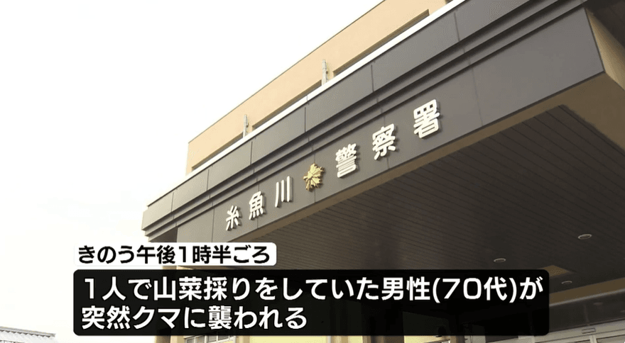 影/日本再傳熊襲人！新潟7旬翁採野菜遭咬　頭、手受傷送醫