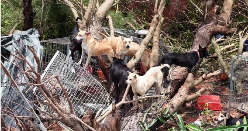 動物收容所煉獄！千隻浪浪「泡水泥地」苦撐8日待救援