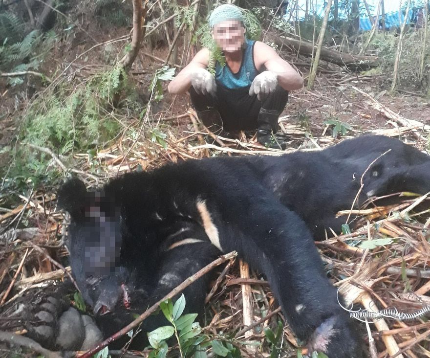 獵殺台灣黑熊還烹煮食用！林業署求償500萬竟遭法院駁回