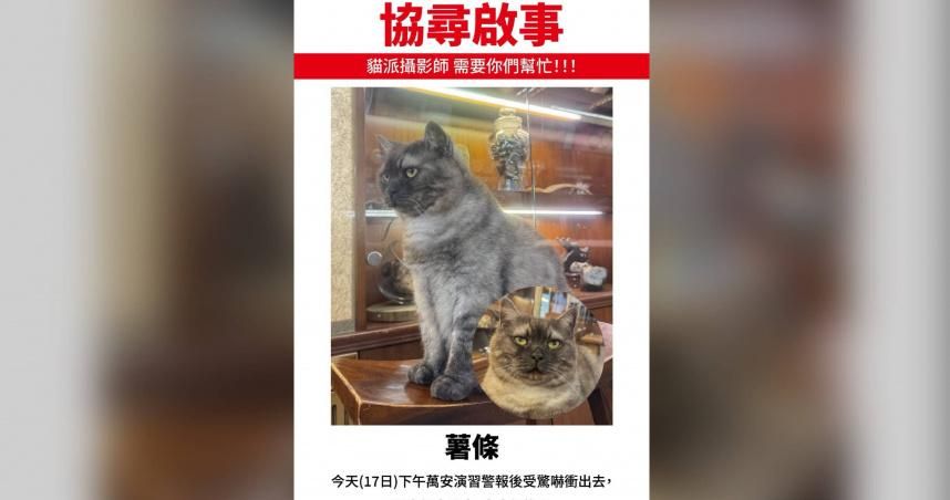 演習警報嚇壞迪化街人氣貓店長！　「薯條」失蹤飼主急瘋