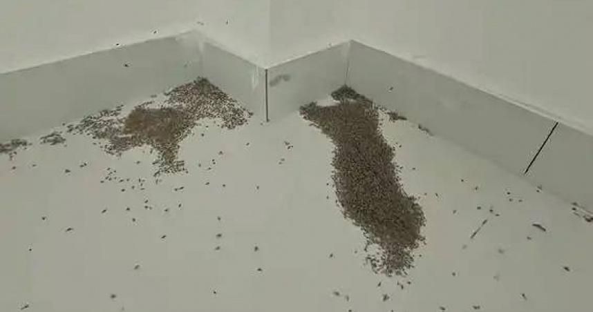 太誇張！河南高溫破40℃「蚊子集體暴斃」　專家曝原因