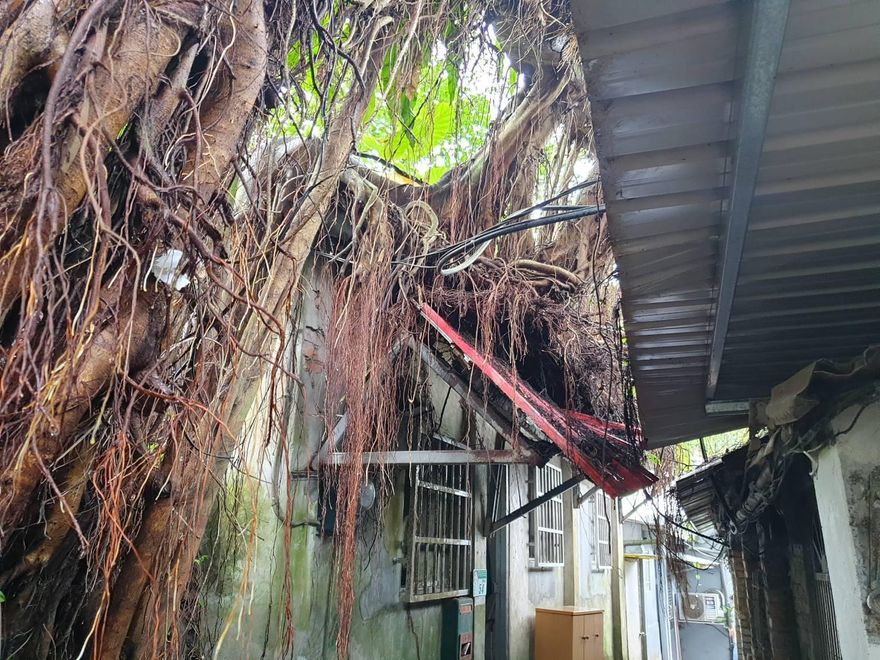 北市「4層樓高路樹」突倒民宅壓電線　現場急封鎖斷電