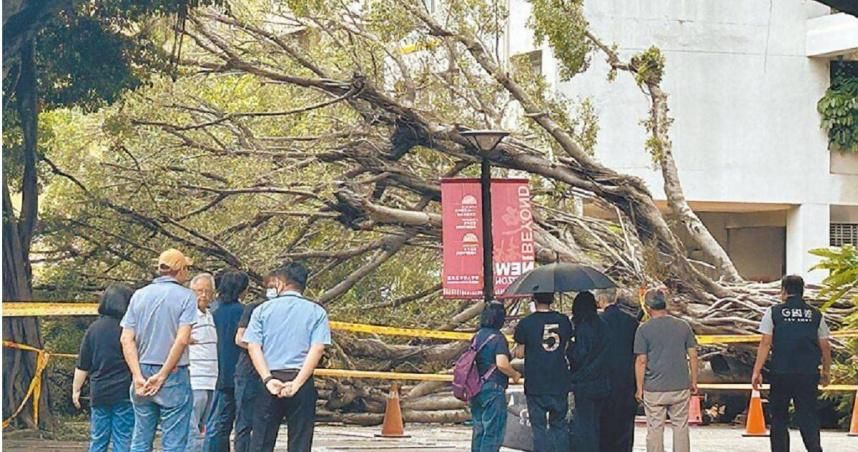 逢甲碩士生遭榕樹壓亡　母淚控校方疏失求真相