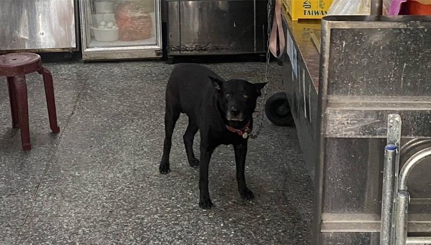 影/騎士遭猛犬咬出4個洞！飼主狠嗆：咬人是狗的自由