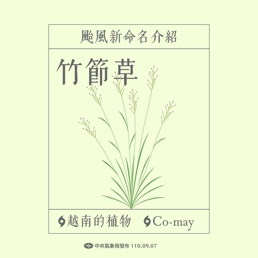 氣象署揭「竹節草」來歷　前身「利奇馬」財損達114億美元